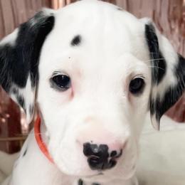 Boy 3 Orange “Rocco” - White and black Dalmatian puppy in Franklin, Tennessee from Gentry’s Dalmatians