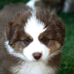 Miniature American Shepherd Puppies from Destiny Aussies