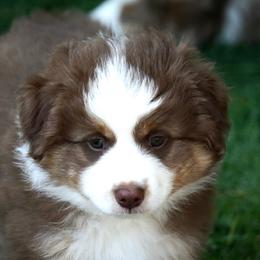 Miniature American Shepherd Puppies from Destiny Aussies