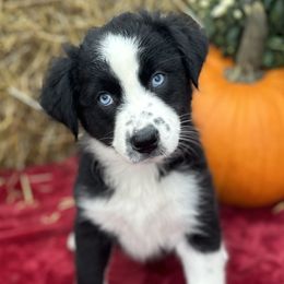 Ruth - Black & white Australian Shepherd puppy in Jeddo, Michigan from Blue Water Aussies