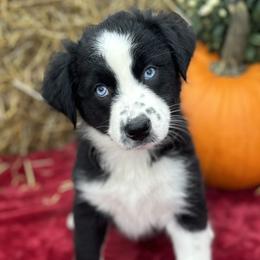 Ruth - Black & white Australian Shepherd puppy in Jeddo, Michigan from Blue Water Aussies