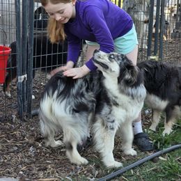 Whiski - Australian Shepherd