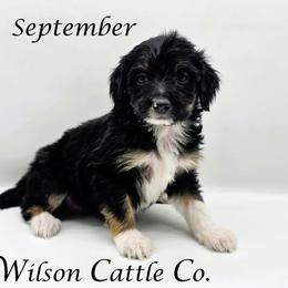 September - Black tri-color female Aussiedoodle puppy in Lancaster, Minnesota from Wilson Cattle Co.
