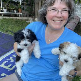 Havanese Puppies from Cielo Havanese