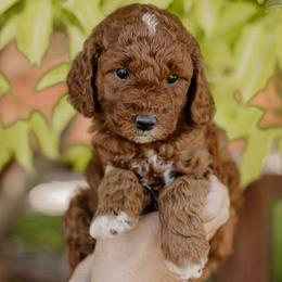 Pepper - Red  male Goldendoodle puppy in Patterson, California from Dooling Doodles