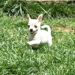 Olaf (16th we are going to Utah can deliver anywhere in between) - White male Chihuahua puppy in Seneca, Missouri from Stephanie’s Puppy Colony