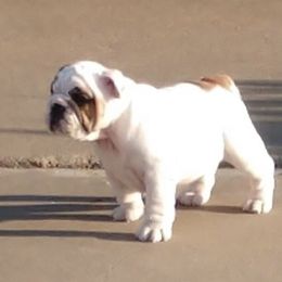 Bulldog Puppies from Farm Strong Bulldogs