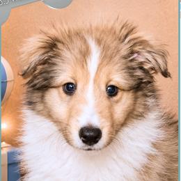Boy 3 - Gooseberry - Sable merle and white male Shetland Sheepdog puppy in Elberton, Georgia from Ioney's Southern Paws Shelties, Frenchies, and Yorkies