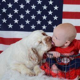 Clumber Spaniel and Irish Red and White Setter Puppies from NyaStar & Chequamegon