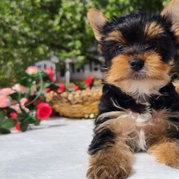 Yorkshire Terrier Puppies from Peters Pups Yorkshire Terriers