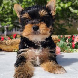 Yorkshire Terrier Puppies from Peters Pups Yorkshire Terriers