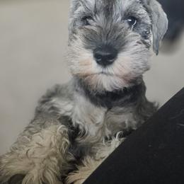 Boy 2 (Leonard) - Salt and pepper male Miniature Schnauzer puppy in Nampa, Idaho from Angela Kathleen Stout