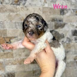 Wren - Merle female Bernedoodle puppy in Midland, Michigan from Northern Charm Farm