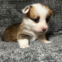 Mismark Boy - White and red male Pembroke Welsh Corgi puppy in De Witt, Arkansas from Western Plains Kennel