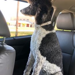 Bernedoodles and Poodles from Kelan’s Poodles