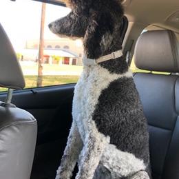 Bernedoodles and Poodles from Kelan’s Poodles