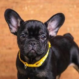 French Bulldogs from Frenchie Studs