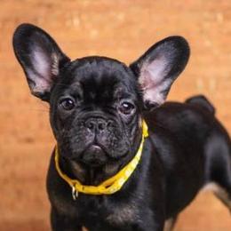 French Bulldogs from Frenchie Studs