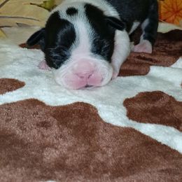 Red Ribbon Female - Black and white female Boston Terrier puppy in Cedar Hill, Texas from Baldwins Boston Terriers