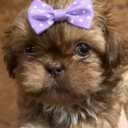 Athena pup 2 Amy - Liver female Shih Tzu puppy in Marion County, Tennessee from Jenkins Puppy Paradise