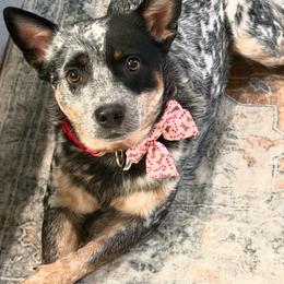 Roxy - Australian Cattle Dog