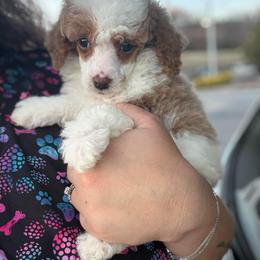 Cranberry - Parti female Poodle puppy in Greeneville, Tennessee from Smokey Mountain Sheepadoodles