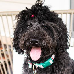 Harper - Goldendoodle
