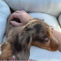 Dachshund Puppies from KT Canines, LLC
