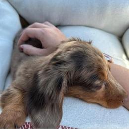 Dachshund Puppies from KT Canines, LLC
