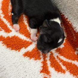 Salem - Black and tan male Chihuahua puppy in Seneca, Missouri from Stephanie’s Puppy Colony