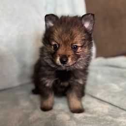 Grim - Wolf sable male Pomsky puppy in Boonville, Indiana from Elysian Pomskies