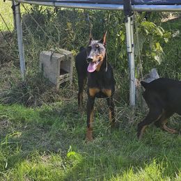 Niblet - Black and rust female Doberman Pinscher puppy in Mount Orab, Ohio from Heyne Kennels