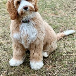 Australian Labradoodle Puppies from High Desert Labradoodles