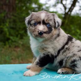 Mimosa - Blue merle female Australian Shepherd puppy in Grapeland, Texas from Smokin K Aussies