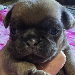 Pug Puppies from Royal House of Pugs