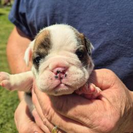 YELLOW - Red and white female Bulldog puppy in Walhalla, South Carolina from Lowery's English Bulldogs