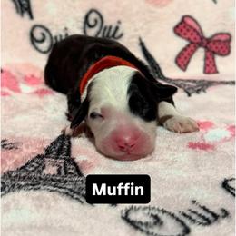 MUFFIN - Black and white female Sheepadoodle puppy in Riverside, California from Downtown Doodles & Frenchies
