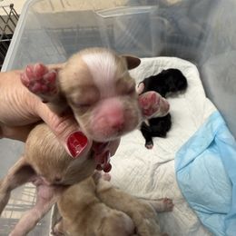 Boy 3 - Red male Cocker Spaniel puppy in Haines City, Florida from Camic Cockapoos