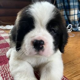 Brown Collar - Brown and white male Saint Bernard puppy in New York from Johnson Farms