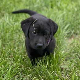 Purple Collar - Labrador Retriever puppy in Mansfield, Missouri from Labradors of Moxley Meadow
