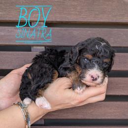 Sinatra - Tri-color male Bernedoodle puppy in Cambridge, Minnesota from Country Meadow Doodles