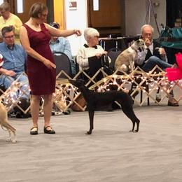 Whippet All Grown Up from Nota Bene whippets