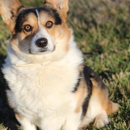 Pembroke Welsh Corgis from NC Cattle
