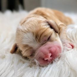 Girl 2 - Golden female Cockapoo puppy in Salt Lake City, Utah from Utah Cocker Spaniels
