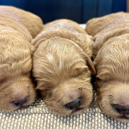 Bernedoodles and Goldendoodles from Thompson Family Puppies