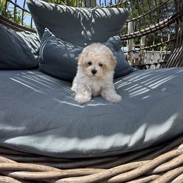 Justice ( tiny toy) - Apricot male Maltipoo puppy in Fredericktown, Missouri from Doodle Pups Fur-Ever
