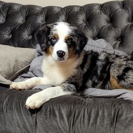 Australian Shepherd and Pomeranian Puppies from Sandy Aussie's