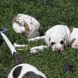 American Bulldog Puppies from Ferocia Kennels