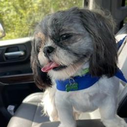 Shih Tzus from NINKENNEL