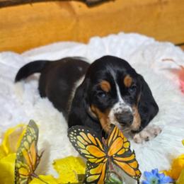 Courage - Black white and brown male Basset Hound puppy in Big Rapids, Michigan from Basket Hound Bassets